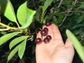 Отдельный дом · 4 комнаты · 196 м² · 8 сот., мкр Кайтпас 2 9 — улица Ашир Едильбаева, 2-тупик за 54 млн 〒 в Шымкенте, Абайский р-н — фото 31