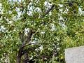 Участок · 20 соток, ПК Горный Гигант 2899 — Парк-отель Apple Resort за ~ 28.6 млн ₸ в Алматы — фото 13