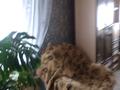 Жеке үй · 3 бөлме · 80 м² · 15 жүзд., Чкалова 31, бағасы: 13 млн ₸ в Щучинске — фото 27