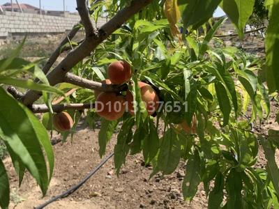 Жеке үй · 3 бөлме · 150 м² · 15 жүзд., 10 231 — 5участок, ул 10,дом231, бағасы: 17 млн ₸ в Саина Шапагатовой