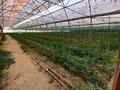 Сельское хозяйство • 20000 м² за 120 млн 〒 в Шымкенте, Каратауский р-н — фото 10
