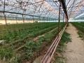 Сельское хозяйство • 20000 м² за 120 млн 〒 в Шымкенте, Каратауский р-н — фото 9