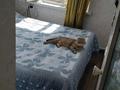 2-комнатная квартира · 43 м² · 5/5 этаж, муратбаева за 29.5 млн ₸ в Алматы, Алмалинский р-н — фото 5