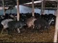 Ауыл шаруашылығы · 2000 м², бағасы: 150 млн ₸ в Туркестане — фото 11