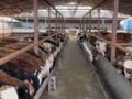 Ауыл шаруашылығы · 2000 м², бағасы: 150 млн ₸ в Туркестане — фото 14