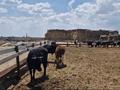 Ауыл шаруашылығы · 2000 м², бағасы: 150 млн ₸ в Туркестане — фото 18