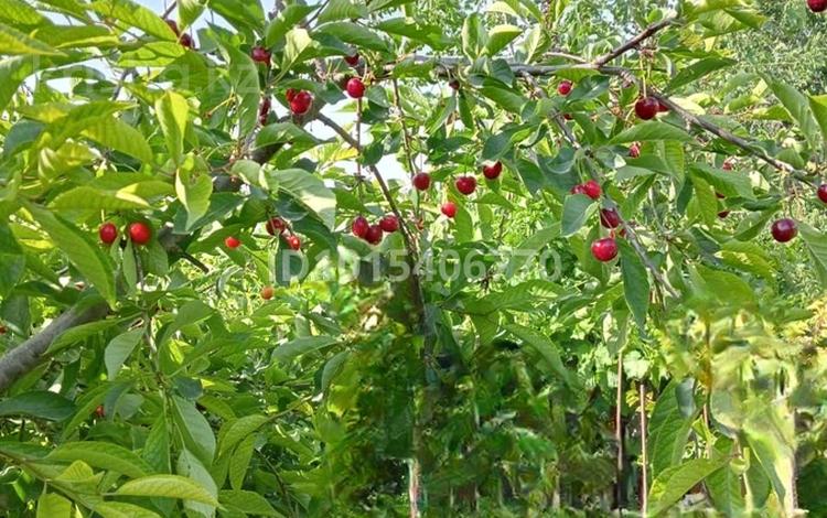 Участок · 2 сотки, Родничок 2 — Цувс 2 за 1.2 млн ₸ в Актау — фото 2