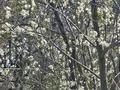 Жер телімі · 9.48 сотық, Садовое общество ПРОЕКТИРОВЩИК , участок 32 32, бағасы: ~ 7.1 млн ₸ в Атырау — фото 5