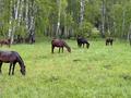 Жеке үй · 5 бөлме · 280 м², С Ключевое 8, бағасы: 150 000 ₸ в Щучинске — фото 14