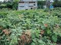 Жеке үй · 3 бөлме · 117 м² · 10 жүзд., Бобровка 1392, бағасы: 8.9 млн ₸ в Семее — фото 21