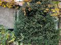 Жеке үй · 4 бөлме · 100 м² · 10 жүзд., Ер-Ажибай 16 — Гагарина, бағасы: 41 млн ₸ в Талгаре — фото 7