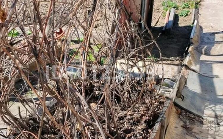 Дача · 1 комната · 10 м² · 5.5 сот., Ореховая ул. 97 за 300 000 ₸ в Павлодарской обл. — фото 2