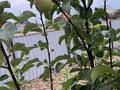 Отдельный дом · 3 комнаты · 173 м² · 14 сот., Восточный микрорайон за 77 млн ₸ в Затобольске (Тобыле) — фото 7