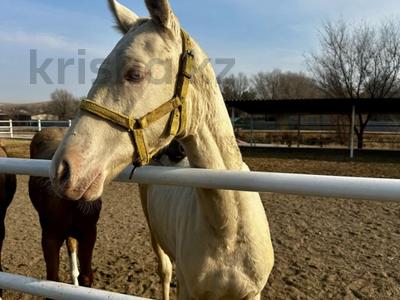 Сельское хозяйство · 5000 м² за ~ 1 млрд ₸ в Умбетали
