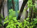 Жеке үй · 4 бөлме · 50 м² · 12 сот., Пришахтинск, Курганская, бағасы: 9 млн ₸ в Караганде, Алихана Бокейханова р-н — фото 11