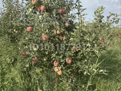 Участок · 300 соток, Есик за 49 млн 〒