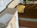1-бөлмелі пәтер · 39.8 м² · 4/9 қабат, Сатпаева 18, бағасы: 130 000 〒 в Усть-Каменогорске — фото 10