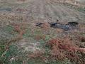 Жеке үй · 8 бөлме · 129.9 м² · 710 жүзд., Майбулак 86А, бағасы: 30 млн ₸ в Бекболате — фото 7