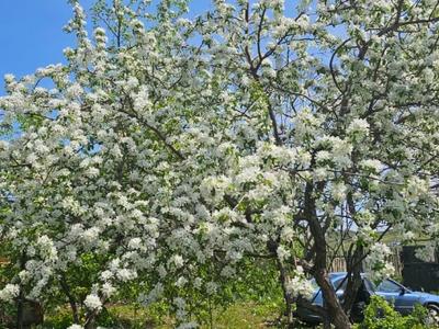 Жеке үй · 1 бөлме · 20 м² · 9 сот., Мохнатка, бағасы: 7.5 млн ₸ в Новой бухтарме