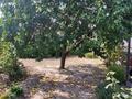 Отдельный дом · 4 комнаты · 50 м² · 6 сот., Туркестанская 61 — Возле супермаркета Нарлен за 13.5 млн ₸ в Сарыагаш — фото 19