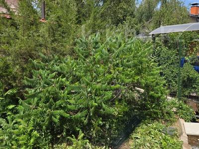 Дача · 4 комнаты · 90 м² · 11 сот., Лесная сказка 33а за 55 млн 〒 в Алматинской обл., Талгарский р-н