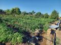 Дача • 25 м² • 8 сот., 1 водоколонка 1 трестовские сады за 3.5 млн 〒 в Балхаше — фото 4