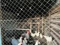 Жеке үй · 4 бөлме · 100 м² · 6 жүзд., Подсадникова 9 — Диагностика, бағасы: 39.9 млн ₸ в Балхаше — фото 9