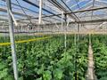 Сельское хозяйство • 3600 м² за 559 млн 〒 в Тонкерисе — фото 10