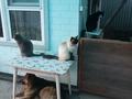 Часть дома · 3 комнаты · 83 м² · 5 сот., Пр. Сейфуллина — Стадион "Аллаш". за 57 млн ₸ в Алматы, Турксибский р-н