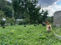 Участок · 9 соток, мкр Таусамалы, Тастыбулак ст канат за 25 млн ₸ в Алматы, Наурызбайский р-н — фото 15
