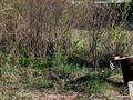 Участок · 6 соток, С/т Сетевик — Понтонный мост, за очистными за 500 000 〒 в Усть-Каменогорске — фото 2
