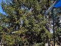 Жеке үй · 6 бөлме · 440 м² · 10 жүзд., Курмашева, бағасы: 55 млн ₸ в Актобе, жилой массив Юго-Запад-1 — фото 28