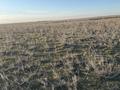 Участок · 3.7 га, Даулет за 40 млн ₸ в Алатау — фото 6