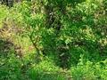 Участок · 6 соток, мкр Кенсай 1 за 4.5 млн ₸ в Алматы, Медеуский р-н — фото 5