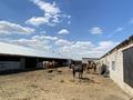 Жеке үй · 4 бөлме · 76.6 м² · 25 жүзд., Сифуллина 1/6, бағасы: 60 млн ₸ в  — фото 5