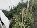 Саяжай · 3 бөлме · 77 м² · 6 жүзд., Родник, бағасы: 8 млн ₸ в Усть-Каменогорске, Ахмирово — фото 45