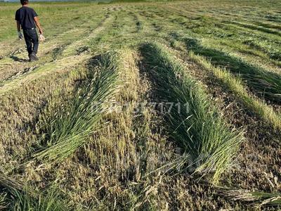 Участок · 10 га, Кайнар — Кайнар за 25 млн ₸ в 