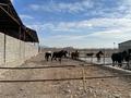 Ауыл шаруашылығы · 5000 м², бағасы: 300 млн ₸ в Жамбылской обл., Байзак — фото 16