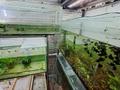Жеке үй · 3 бөлме · 70 м² · 5 сот., Новосибирская, бағасы: 11.5 млн ₸ в Усть-Каменогорске — фото 23