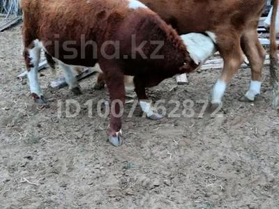 Участок · 60 га, Атырау за 20 млн ₸