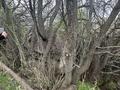 Саяжай · 1 бөлме · 50 м² · 8 жүзд., Ақжар ш/а. 152 — Аксайский ущелье, бағасы: 1.5 млн ₸ в Алматы, Наурызбайский р-н — фото 14