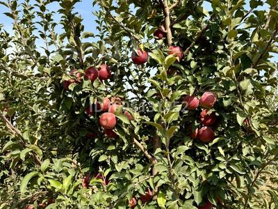 Завод · 46 га, Учетный квартал 114 8 — Байдибек би за 500 млн 〒 в Каракемер