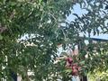 Жеке үй · 4 бөлме · 145 м² · 6 сот., мкр Томирис, Шаймерденова 28, бағасы: ~ 50 млн ₸ в Алматы, Алатауский р-н — фото 16
