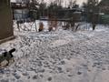 Дача · 2 комнаты · 36 м² · 5.5 сот., жилой массив Кайнар Булак, Сиреневая 55 — Сиреневая - транспортная за 10.5 млн ₸ в Шымкенте, Абайский р-н — фото 3