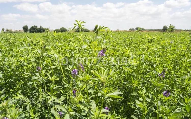 Участок · 18 га, Узынагаш за 99 млн 〒 — фото 9