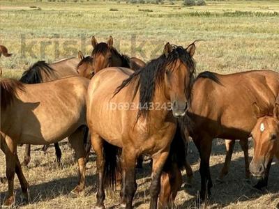 Сельское хозяйство · 100000 м² за 1 млрд 〒 в Семее