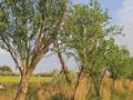 Жер телімі · 1.3 га, Қырбалтабай, бағасы: 15 млн ₸ в  — фото 4