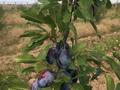 Действующий аграрный бизнес, яблоневый сад, 8Га., 8000 м² за 15 млн 〒 в Таразе — фото 11