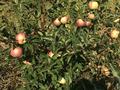 Действующий аграрный бизнес, яблоневый сад, 8Га., 8000 м², бағасы: 15 млн 〒 в Таразе — фото 12