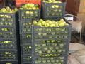 Действующий аграрный бизнес, яблоневый сад, 8Га., 8000 м² за 15 млн 〒 в Таразе — фото 24